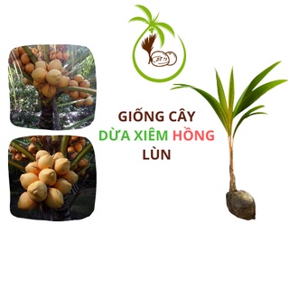 Giống CÂY DỪA XIÊM HỒNG NGỌC - tại Bến tre | Màu Hồng Cam - Lạ Mắt - Quý Hiếm - Bảo Tồn - Phát Triển