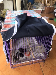 Áo lồng chim 40cm
