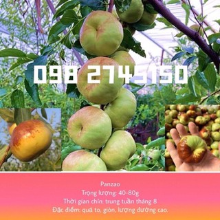 Cây giống đại hồng táo trái dẹt Panzao Tân Cương rễ trần nhập khẩu