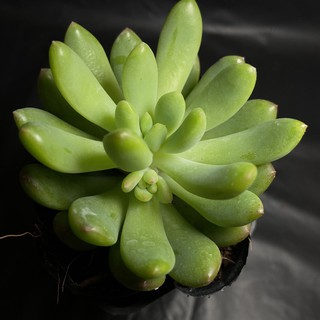 Sen đá thược dược ( size bầu)