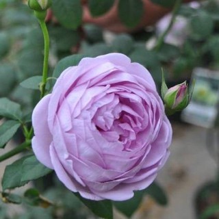 cây hoa Hồng Blue Storm rose