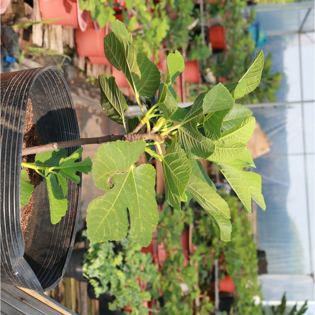 Cây giống sung Mỹ trái sọc cẩm thạch Panache Tiger