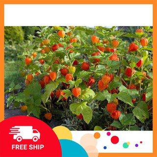 100 Hạt giống Anh đào đất (cây Thù dù, Tầm bóp) (tặng gói Kích nẩy mầm và Hướng dẫn) KHUYẾN MẠI TRONG NGAY