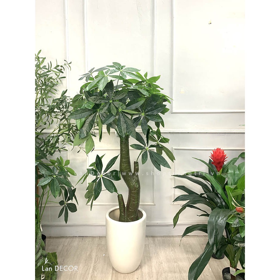 Cây Kim ngân giả Lan Decor  - LC1988