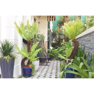 DƯƠNG XỈ CỔ ĐẠI