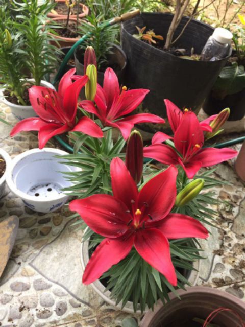 Củ Hoa Ly Lùn Trồng Tết