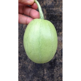Gói 2g hạt giống dưa nụ - dưa hồng dưa canh