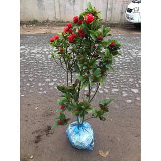 cây mẫu đơn ta
