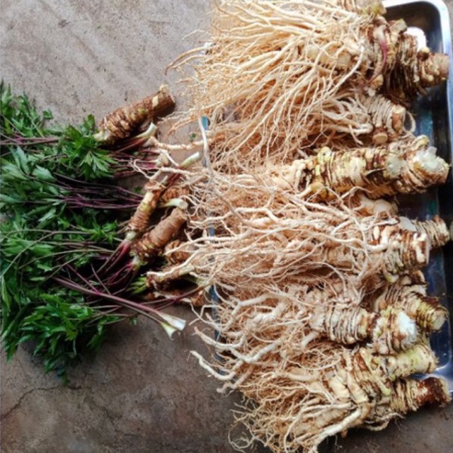 Sâm đương quy tươi Lâm Đồng 1kg