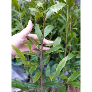 Cây giống Mai Cúc 2 Tầng