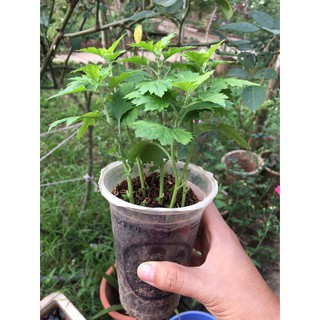 Combo 10 bầu cúc chi vàng rủ