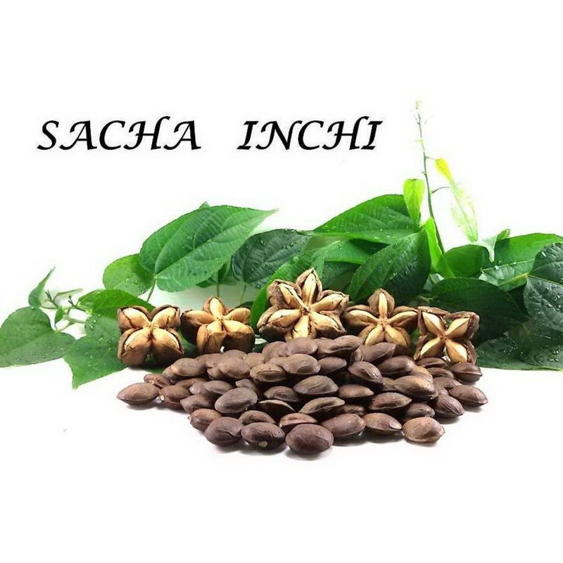 Hạt Sachi Đã Sấy Chín 500gr-  Vua Của Các Loại Hạt Dinh Dưỡng 100% Từ Thiên Nhiên
