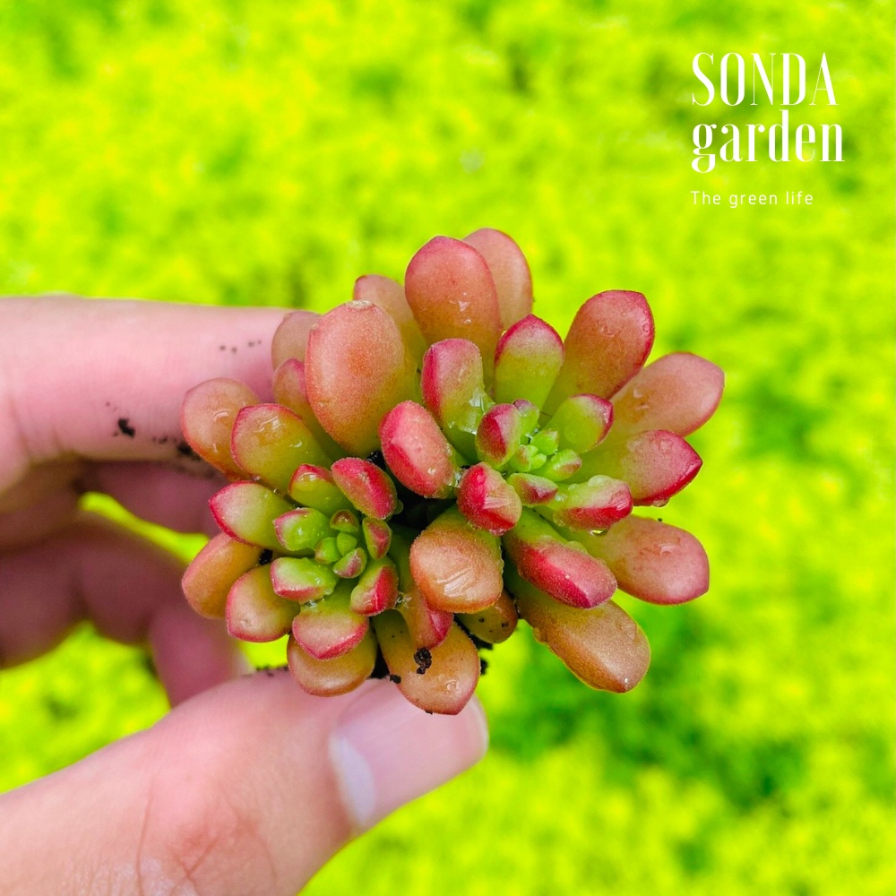 Sen đá sedum cam SONDA GARDEN size mini 2.5-4cm, cây cảnh trang trí nhà cửa, lỗi 1 đổi 1