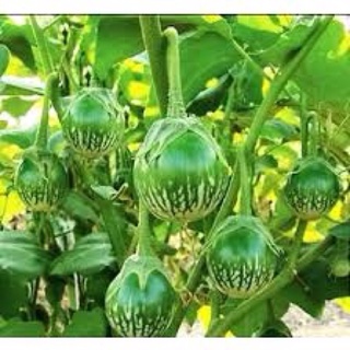 0,5gram Hạt giống cà dĩa, cà bát xanh khoảng 45-50hạt trồng quanh năm