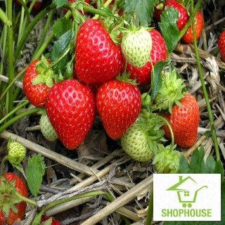 shophouse Gói 50 Hạt Hạt giống dâu tây đỏ to  SHOP HOUSE  TẾT KHUYẾN MẠI