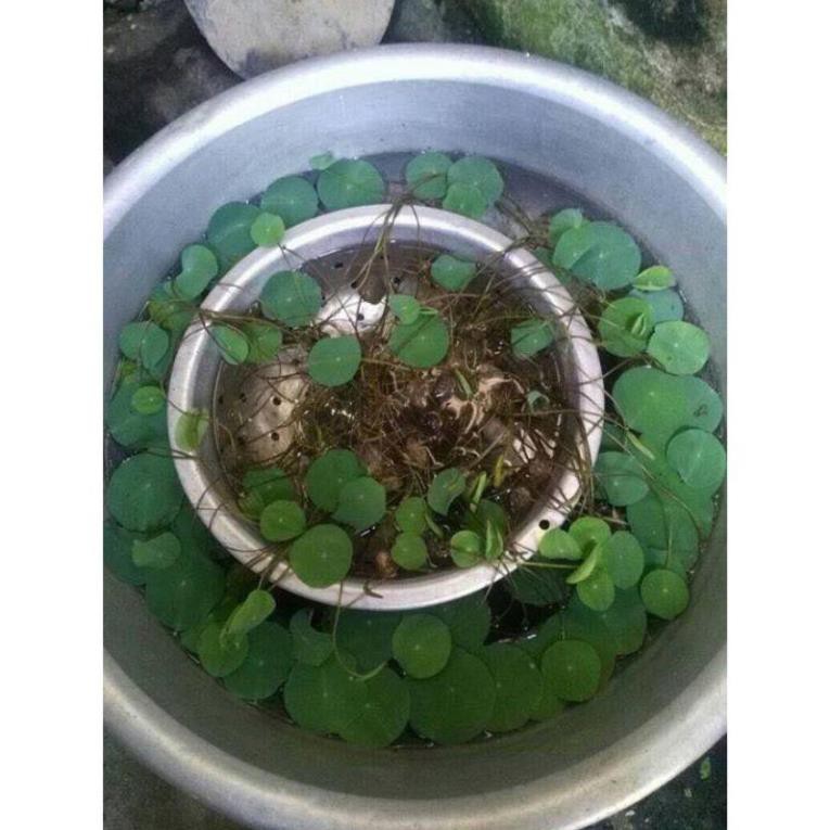 HG3b 10Hạt Giống Hoa Sen Nhật Mini 10 màu