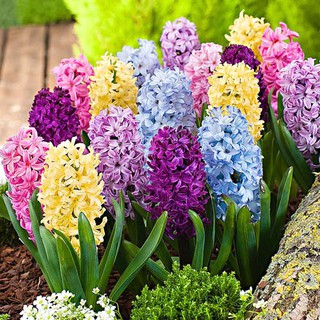 Củ hoa tiên ông (giống chuẩn) giá sỉ từ 20 củ