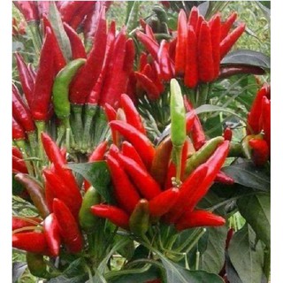 Hạt giống ớt đỏ chùm siêu cay Thái Lan ( gói 0.5gram - 95 hạt ) - STHG2
