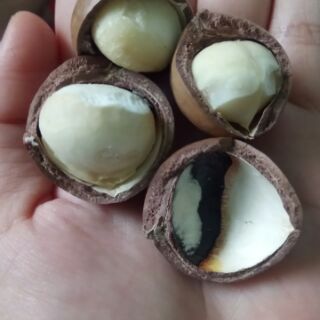 Macca nứt tự nhiên Úc