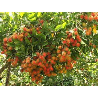Chôm chôm thái Long Khánh giòn ngọt