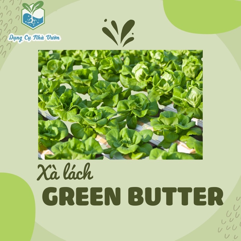 [Hạt giống Mỹ] - Xà lách mỡ Green buttery