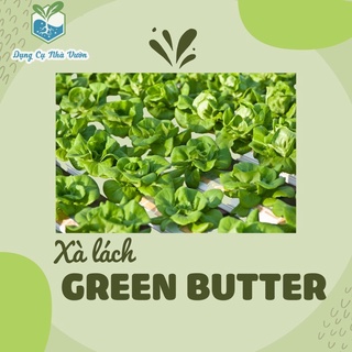 - Xà lách mỡ Green buttery