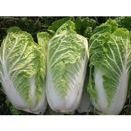 HẠT GIỐNG CẢI THẢO (NN304) - 1G