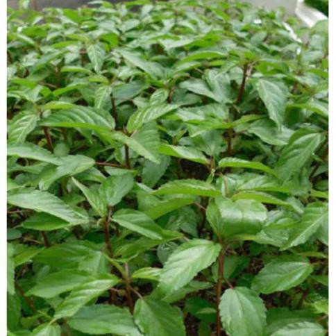 Hạt rau đay đỏ - gói 10 gram