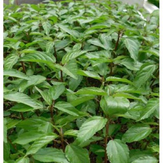 Hạt rau đay đỏ - gói 10 gram