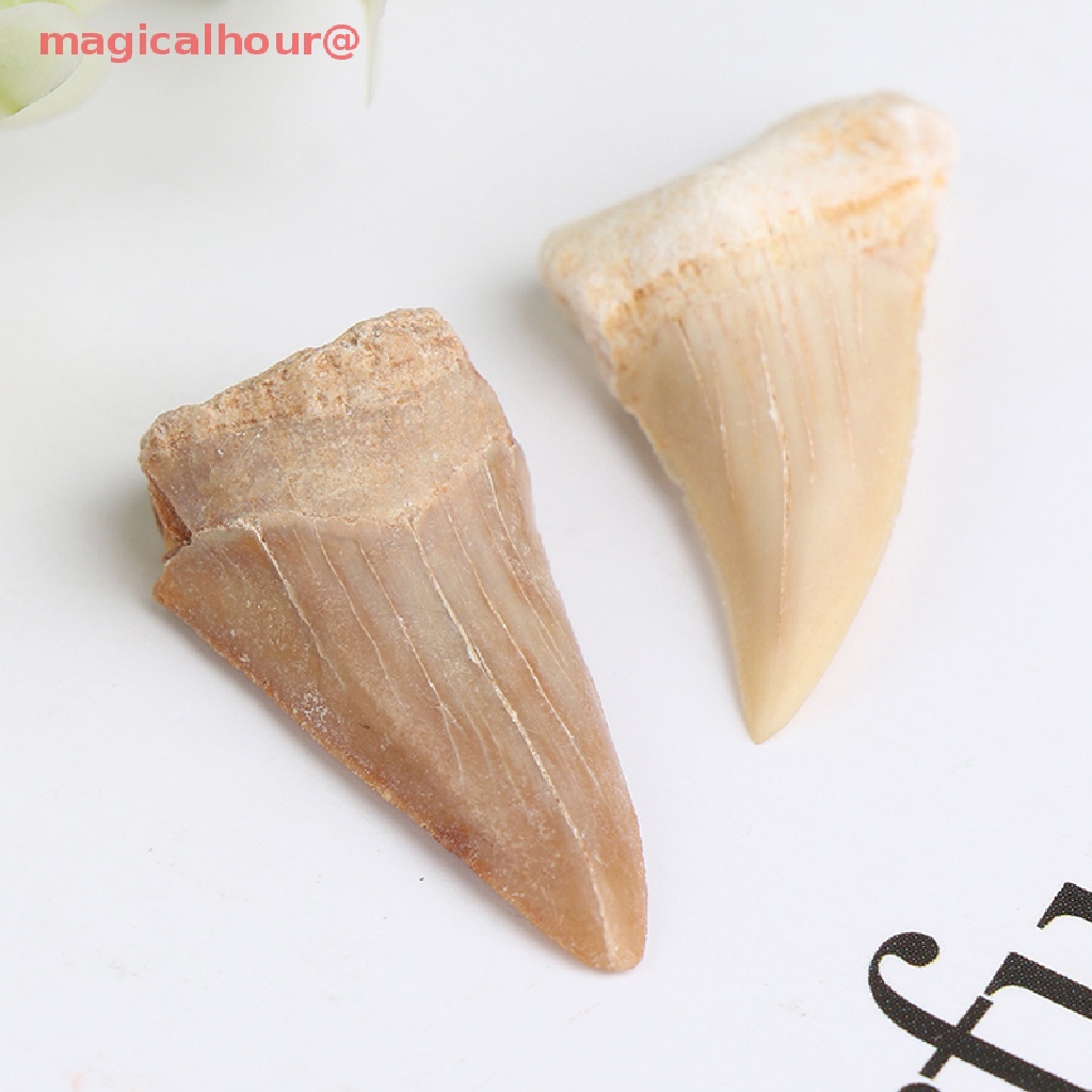 Mặt Dây Chuyền Hình Răng Cá Mập Bằng Khoáng Chất Tự Nhiên Mới