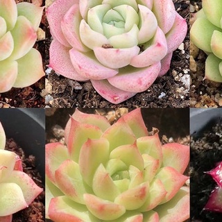 Hạt giống sen đá Nữ hoàng 50h