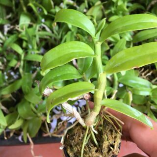 Trầm Rồng đỏ