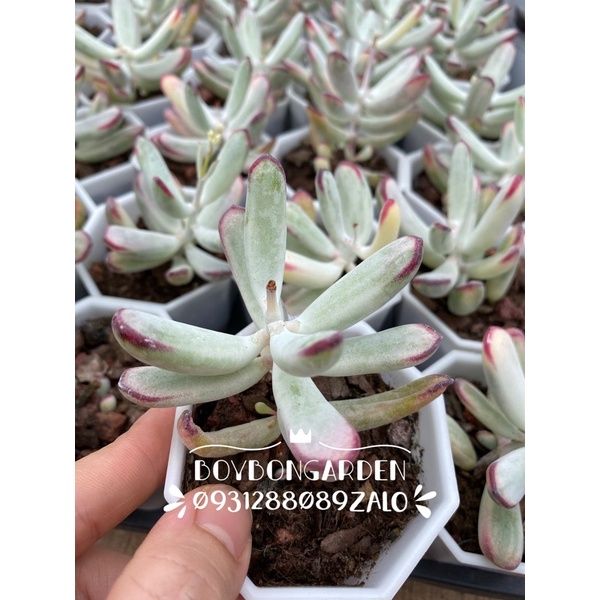 ⚡ [Ảnh thật] ❤ [FreeShip]
