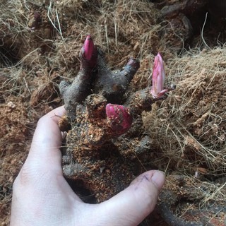 CỦ HOA MẪU ĐƠN KÉP ĐỦ MÀU