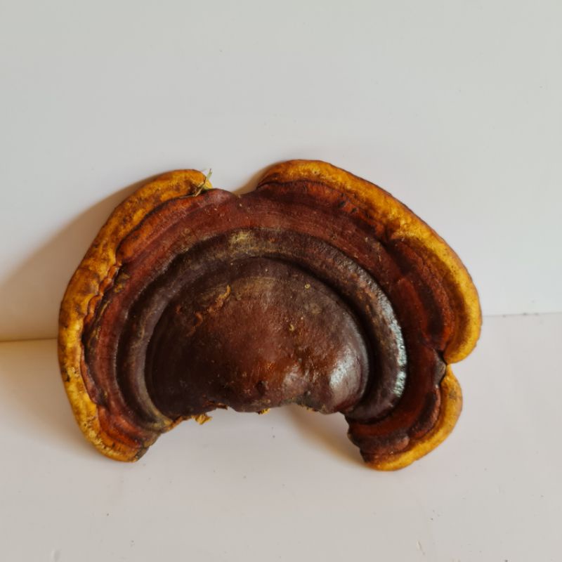 NẤM LINH CHI RỪNG KON TUM 1kg - Mua 4kg tặng 1kg - giới hạn cho 30 đơn tiếp theo