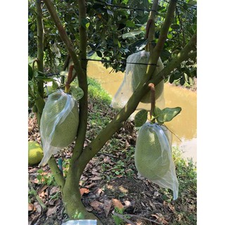 100 Túi bọc mít cước thái (50x70cm)