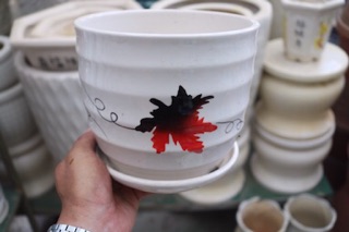 Chậu sứ trồng cây