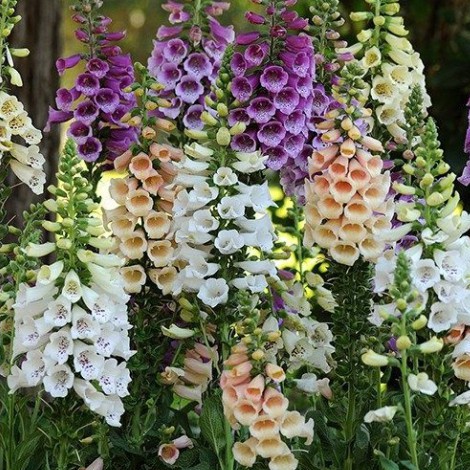 Hạt Giống Hoa Mao Địa Hoàng (gói 500 hạt, tặng phân)