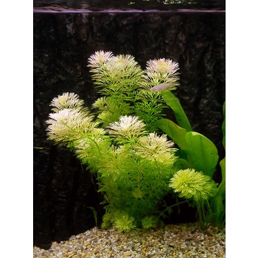 Cây thủy sinh Trung Bảo Tháp - lá cạn - 15 ngọn