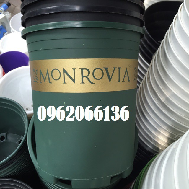 Combo 5 chậu monrovia 5gal giá rẻ