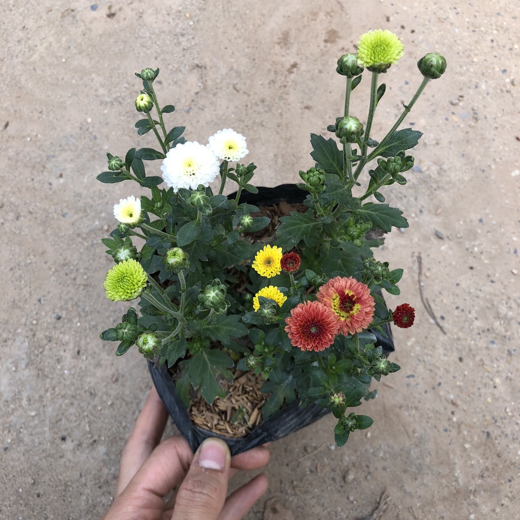 Cây hoa cúc tứ quý, chiều cao 15cm sai nụ hoa nở bắt mắt dễ chăm sóc sức sống mãnh liệt dùng trang trí sân vườn