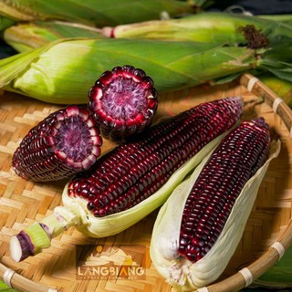Hạt giống bắp nếp tím Thái Lan gói 20 gam