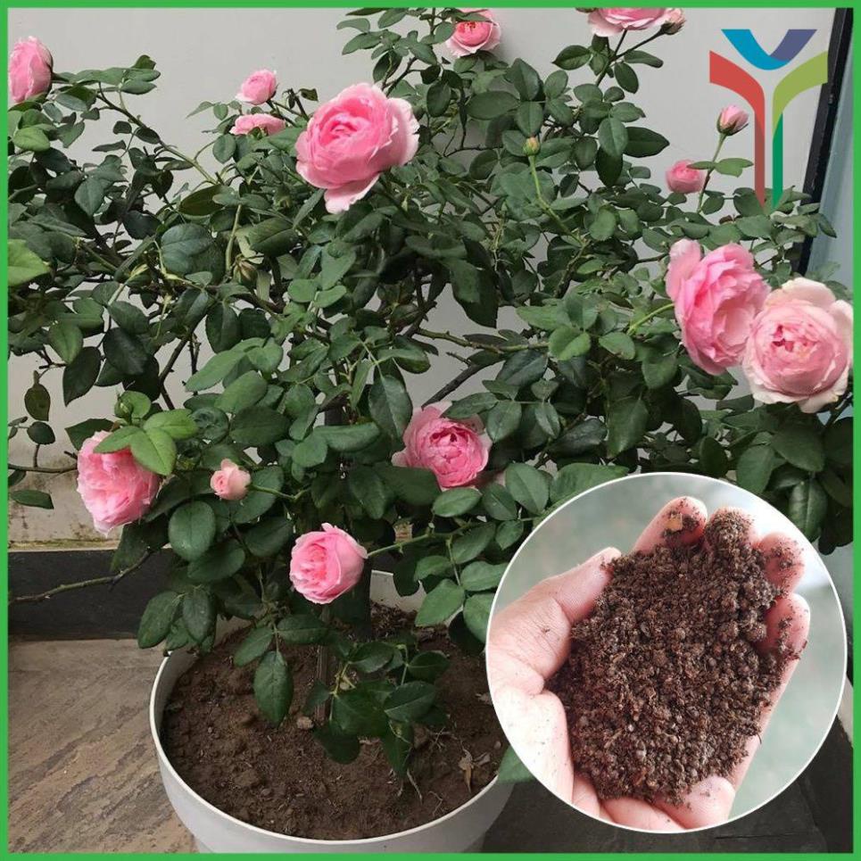 Phân bón trùn quế hữu cơ nguyên chất bổ sung dinh dưỡng cải tạo đất cây trồng chuyên dùng cho cây cảnh túi 1kg ZIP
