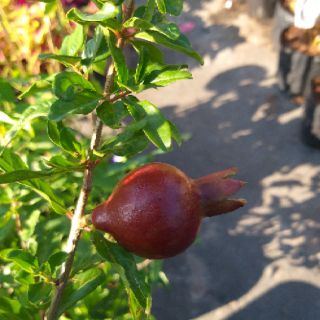 Lựu đỏ Ấn Độ đang có trái