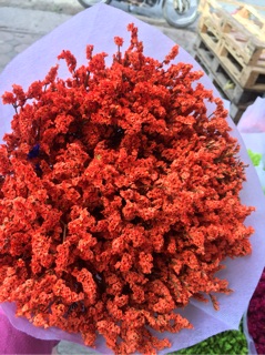 Hoa sao nhuộm màu