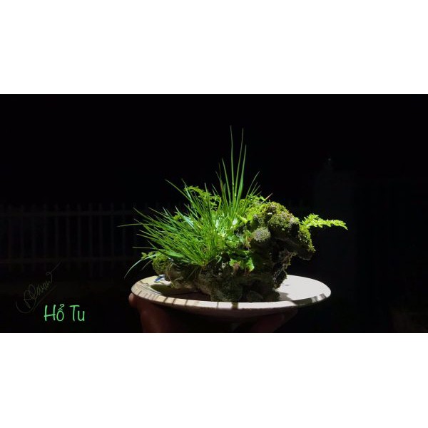 CỎ THẠCH XƯƠNG BỒ, CÂY CỎ LÁ CÓ MÙI THƠM NHẸ NHÀNG, CÂY TRÊN ĐÁ, GỖ TRANG TRÍ NHÀ CỬA, TIỂU CẢNH GIAN PHÒNG