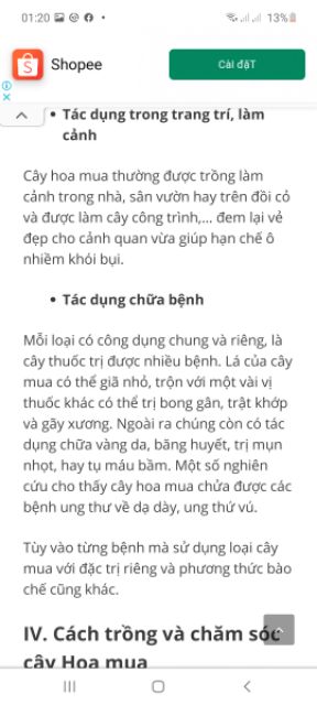 Cây giống sim tím (mua úc )