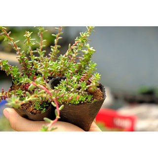 SEN ĐÁ SEDUM NẾP CẨM