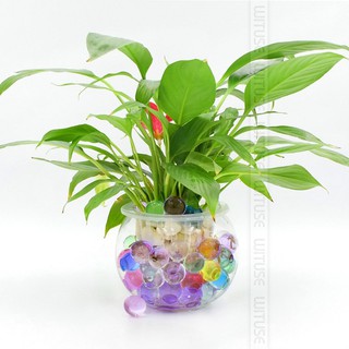 Hạt tinh thể trồng cây hoa cảnh không cần đất phân bón -HAT thegioiphukien