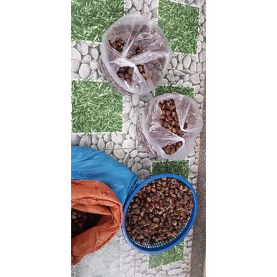 1kg HẠT DẺ TƯƠI SAPA- Loại 1